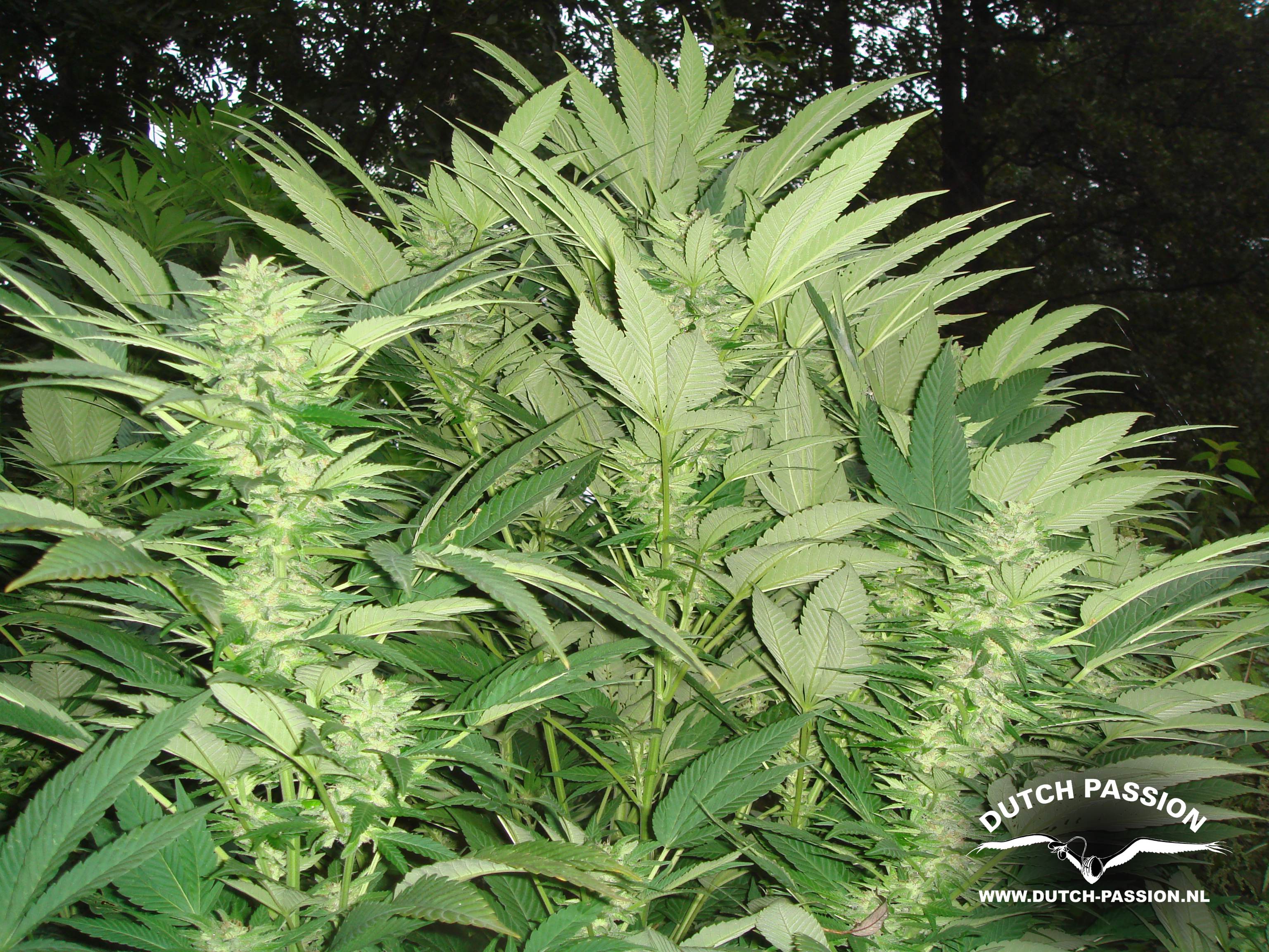 Durban Poison ® - Outdoor Cannabis Seeds - Buy safely from Dutch ...